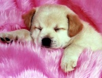 /album/animais/a05-jpg/