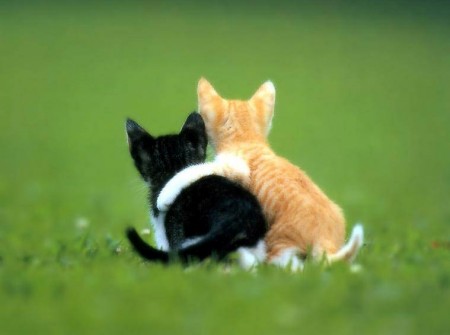 Animais
